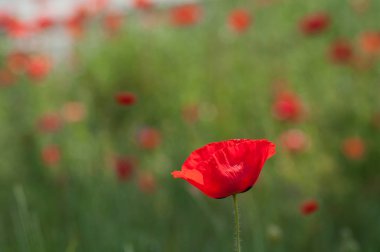 Bahar adlı bir çayırda haşhaş closeup