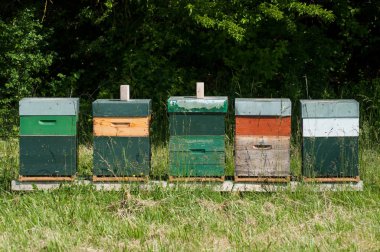 Grup Bahar, yeşil bir çayırda ahşap kuş Yuvaları 