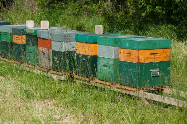 Grupp av trä bikupor på en grön äng på våren Stockbild