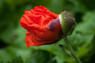 Şehir parkında haşhaş üzerine yağmur damlaları closeup