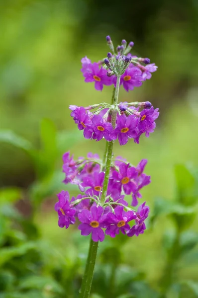 Stenging av regndråper på lilla primula primula i offentlig hage – stockfoto