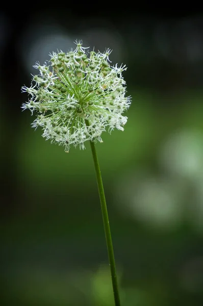 Nahaufnahme von Regentropfen auf weißer Zwiebelblüte im Stadtpark — Stockfoto