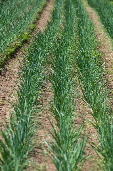 Primer plano de la alineación de las hojas de cebolla en un campo — Foto de Stock