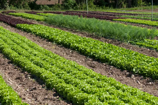 Primer plano de la alineación de ensaladas orgánicas en un campo —  Fotos de Stock