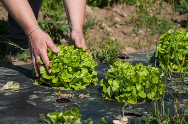 Closeup of hand of woman picking a fresh salad in a field — Stock Photo, Image