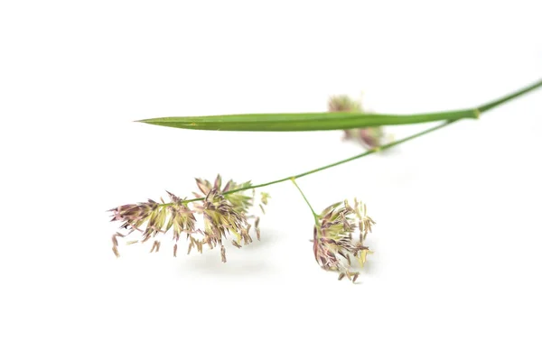 Close-up de grama selvagem com sementes no fundo branco — Fotografia de Stock