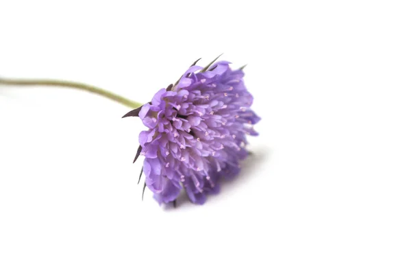 Nahaufnahme von wilden lila Blume auf weißem Hintergrund — Stockfoto