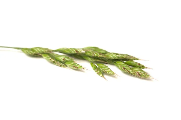 Close-up van wild gras met zaden op witte achtergrond — Stockfoto
