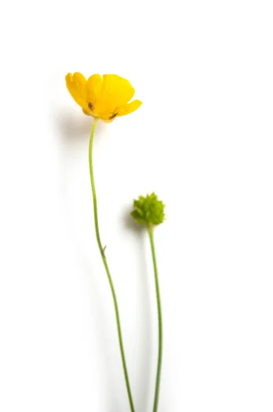 Žluté divoké květiny na bílém pozadí-Pryskyřník repera — Stock fotografie
