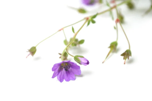 Nahaufnahme von wilden lila Blumen auf weißem Hintergrund — Stockfoto