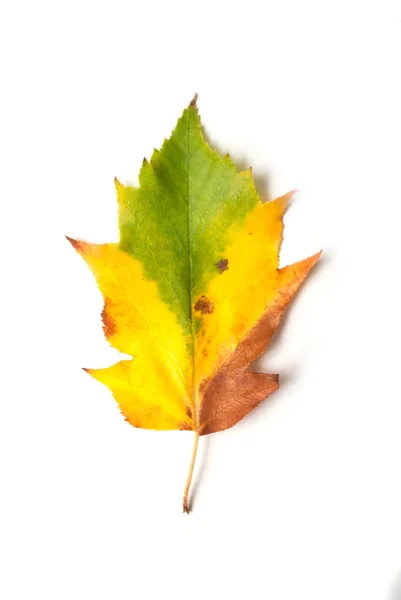 Zbliżenie kolorowe jesienny liść na białym tle — Zdjęcie stockowe
