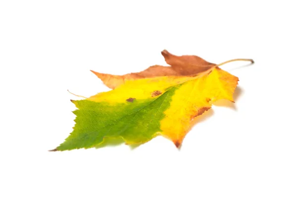 Zbliżenie kolorowe jesienny liść na białym tle — Zdjęcie stockowe