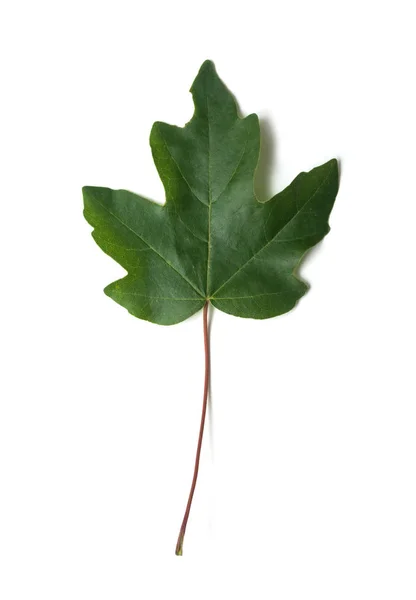 Zaostřená rostlinného listu na bílém pozadí — Stock fotografie