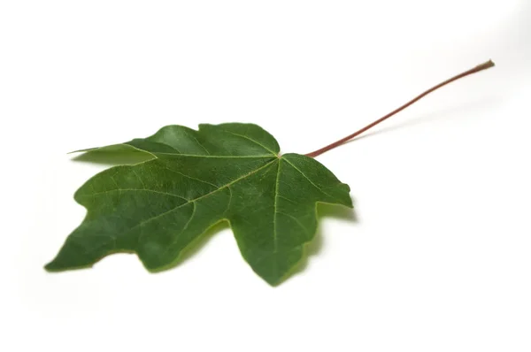 Close-up de folha de planta no fundo branco — Fotografia de Stock