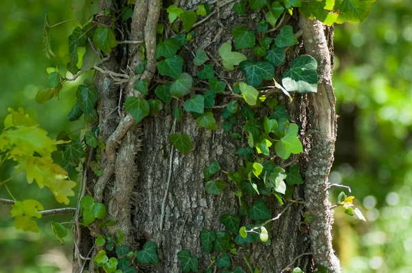 森の中の木の幹にツタの葉のクローズアップ — ストック写真