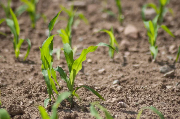 Primer plano del crecimiento de las hojas de maíz en un campo en primavera — Foto de Stock