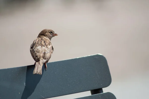Großaufnahme eines Sperlings auf einem Holzstuhl — Stockfoto