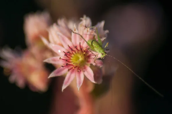 Closeup of grasshopper on succulent plant flowers — Stock Photo, Image