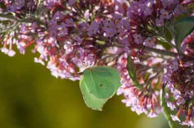 Buddhleia çiçek üzerinde yeşil kelebek Closeup