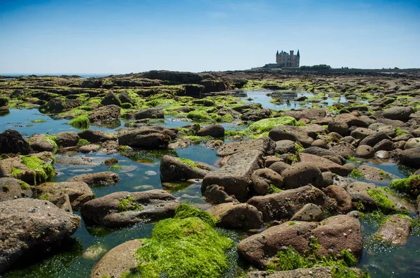 Nahaufnahme von Algen auf Felsen im Grenzmeer mit Burg im Hintergrund — Stockfoto