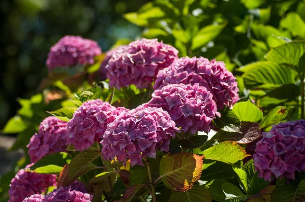 Gros plan de fleurs d'hortensias roses dans un jardin — Photo