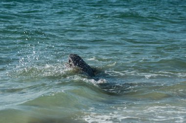 Quiberon sınır okyanusunda kayalar üzerinde dalga sıçrama closeup 