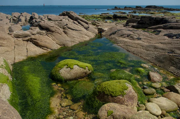 Primer plano de algas sobre rocas en el mar fronterizo en Quiberon britain — Foto de Stock