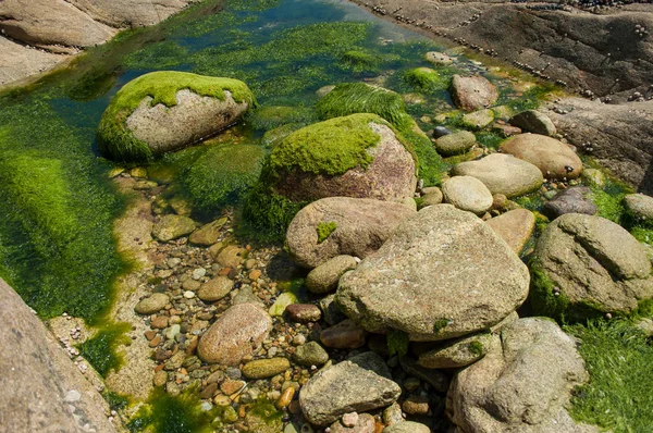 Gros plan d'algues sur les rochers en bordure de mer à Quiberon britain — Photo