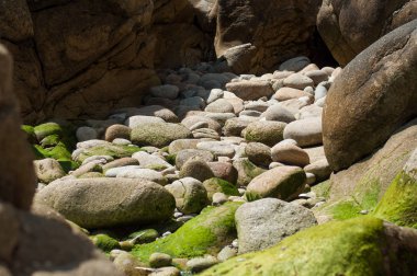 Quiberon İngiltere'de sınır denizinde kayalar üzerinde yosun yakın çekim 