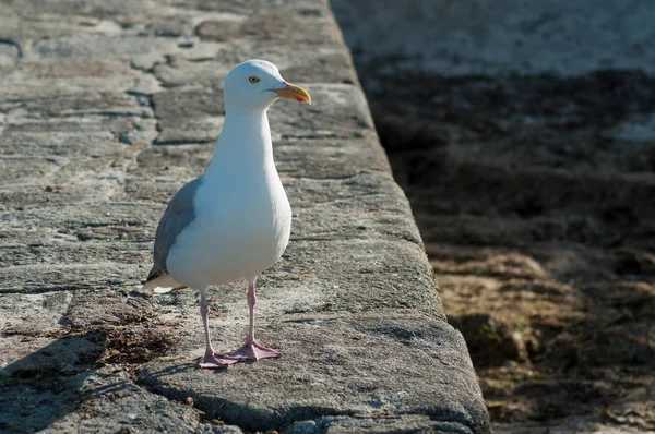 Porträtt av Seagull stående på stenad kaj i gräns hav — Stockfoto