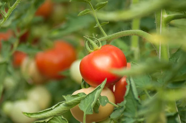 Gros plan de tomates biologiques dans un potager — Photo