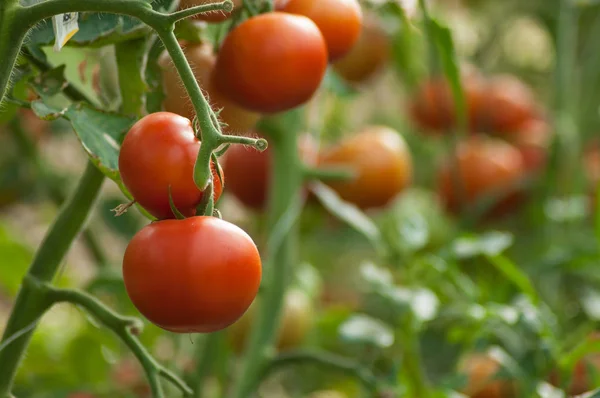 Gros plan de tomates biologiques dans un potager — Photo