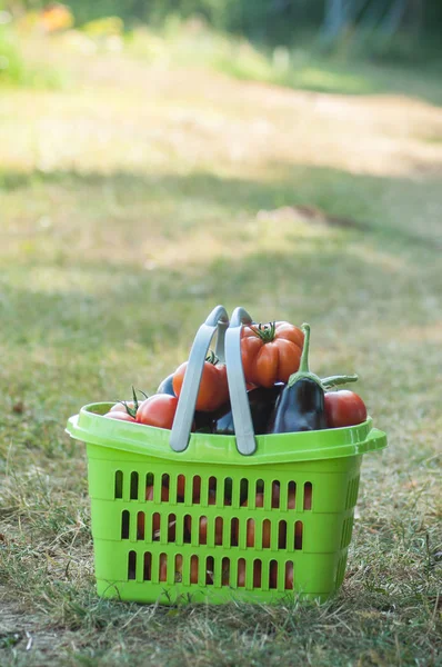 Fechar de verduras orgânicas em uma cesta verde em um campo — Fotografia de Stock