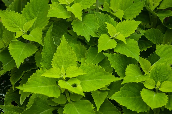Primer plano de las hojas de coleo verde en un jardín público — Foto de Stock