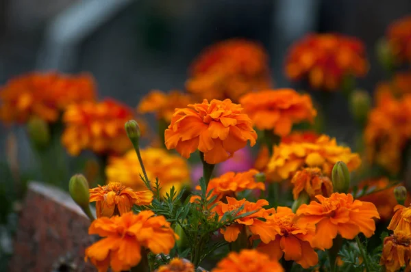 Closeup of orange marigolds on tomb at the cemeteery — Stock Photo, Image