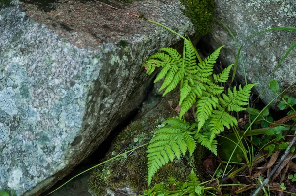 Close-up de folhas de samambaia e rochas na floresta — Fotografia de Stock