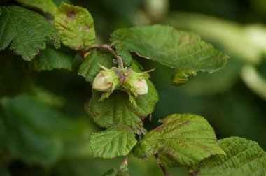 ormanda bir fındık ağacında dal üzerinde fındık yakın çekim