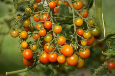 Serada organik kiraz domatesin insası