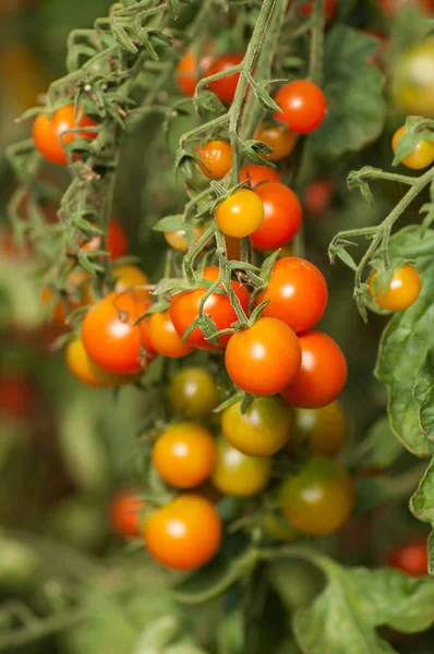 온실에서 유기농 체리 토마토의 클로즈업 — 스톡 사진
