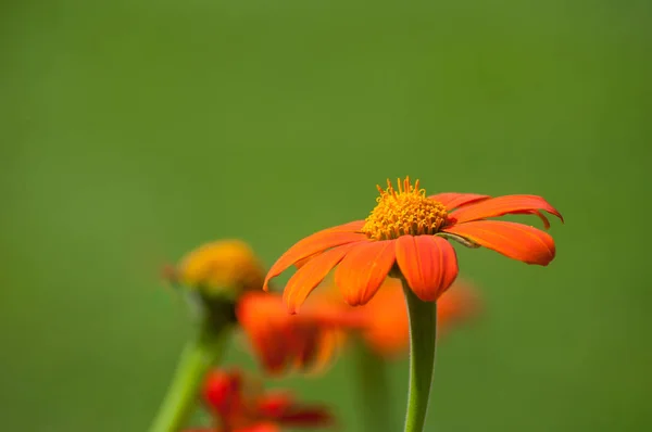 Nahaufnahme von Orangenmargeriten in einem öffentlichen Garten — Stockfoto