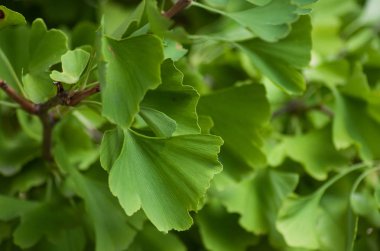 Kentsel parkta Ginkgo biloba yaprakları Closeup 