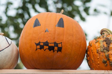 Dekoratif balkabakları bahçeye yakın çekim