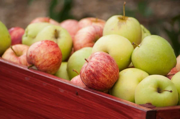 Closeup of organic apple pile in a  wooden box — Stock Photo, Image