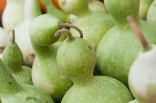 Closeup of green pumpkins in the market — Stock Photo, Image