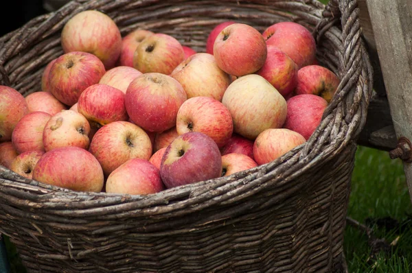 Closeup of organic red apple in a  wooden basket — Stock Photo, Image