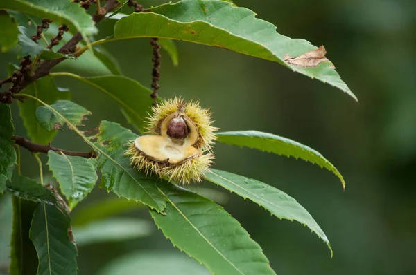 Closeup of chestnut fruits in branch in the  forest — Stock Photo, Image