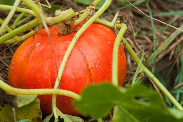 Primer plano de calabaza naranja en un huerto —  Fotos de Stock