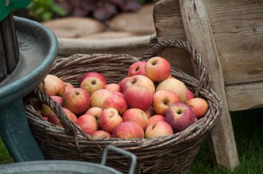 Tahta sepetteki organik kırmızı elmanın yakın çekimi.