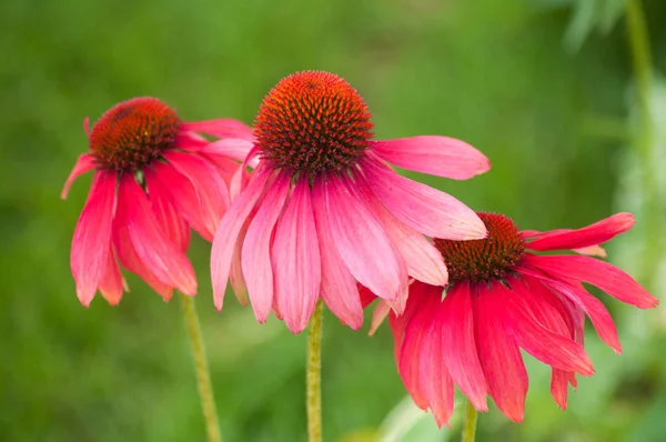 Closeup of pink echinacea on green background in a public garden — Stock Fotó