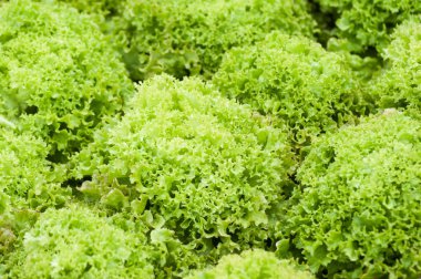 Bir seradaki salata çiftliğinin kapanışı.